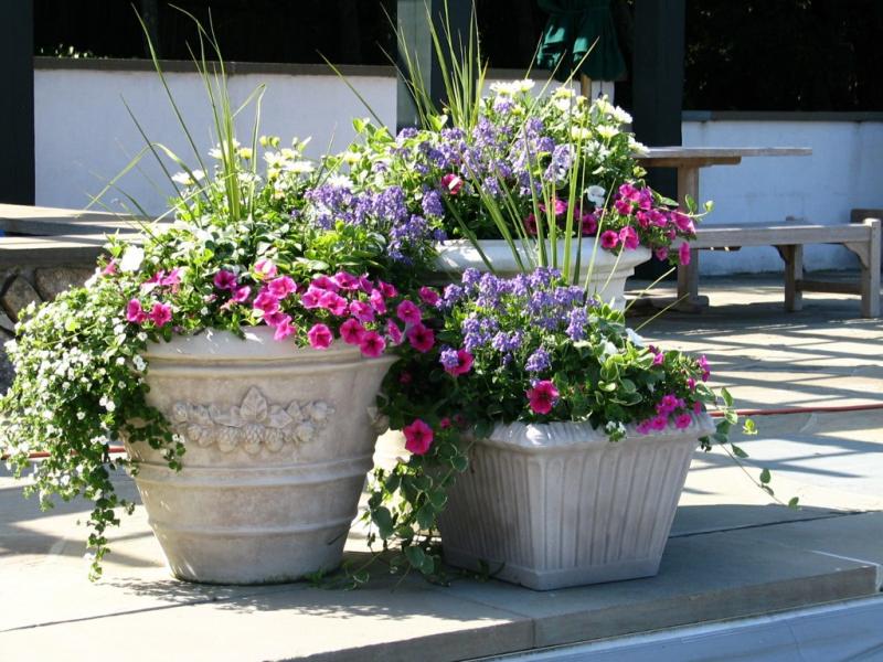 «Вазонные» цветы: подходящие сорта для высадки в бетонные емкости